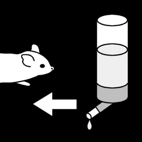 donner de l'eau au degu